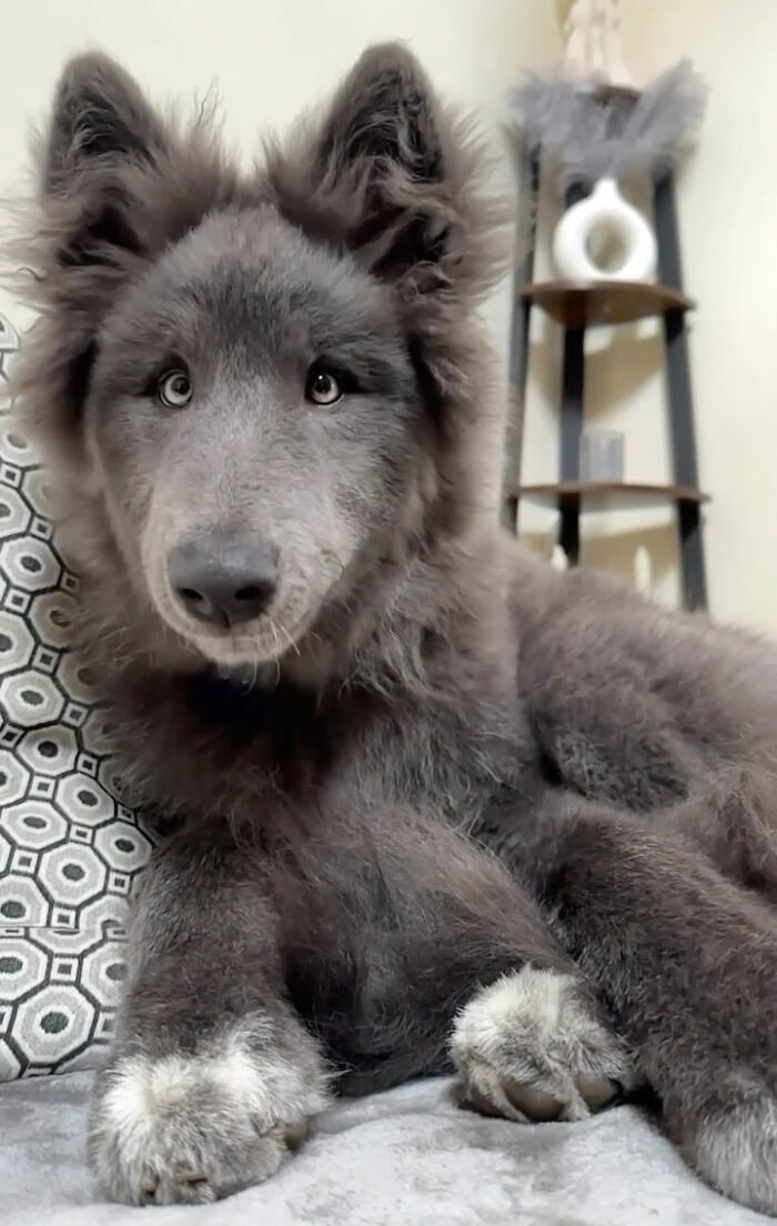 Woman Takes Care Of A Special Blue Wolf Dog, Notes That The Animal Does Not Suit Everyone