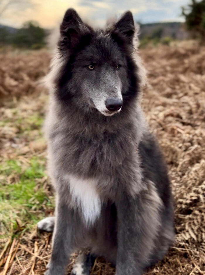 Woman Takes Care Of A Special Blue Wolf Dog, Notes That The Animal Does Not Suit Everyone