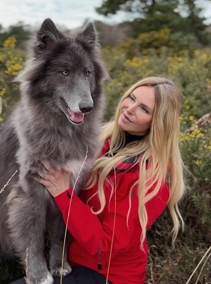 Woman Takes Care Of A Special Blue Wolf Dog, Notes That The Animal Does Not Suit Everyone