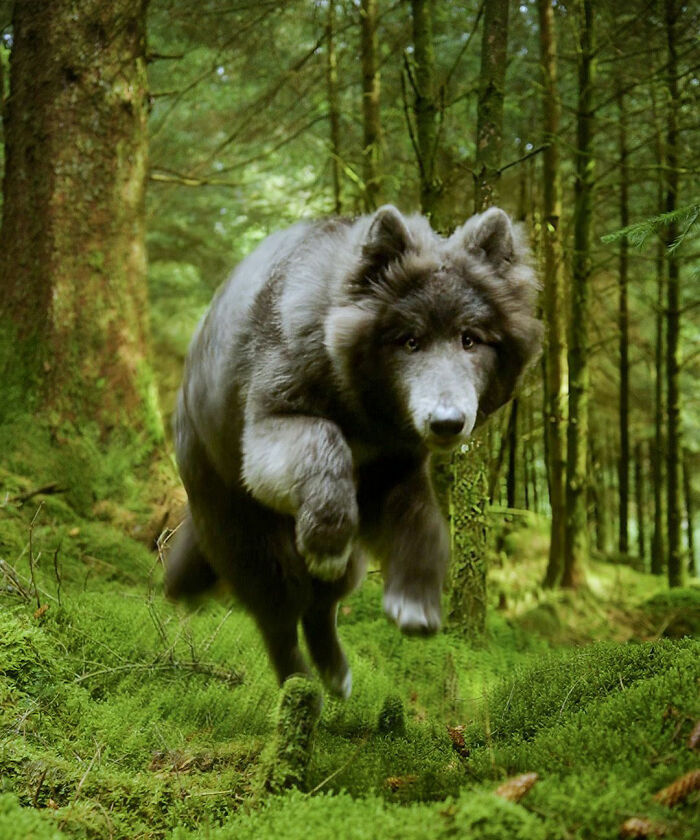 Woman Takes Care Of A Special Blue Wolf Dog, Notes That The Animal Does Not Suit Everyone