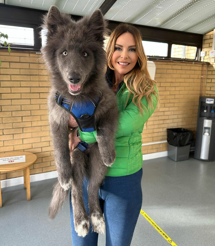 Woman Takes Care Of A Special Blue Wolf Dog, Notes That The Animal Does Not Suit Everyone