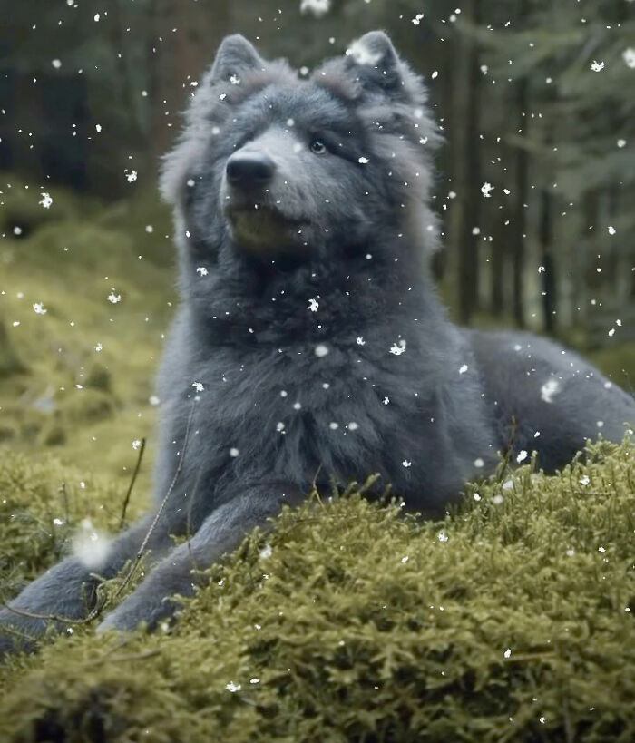 Woman Takes Care Of A Special Blue Wolf Dog, Notes That The Animal Does Not Suit Everyone