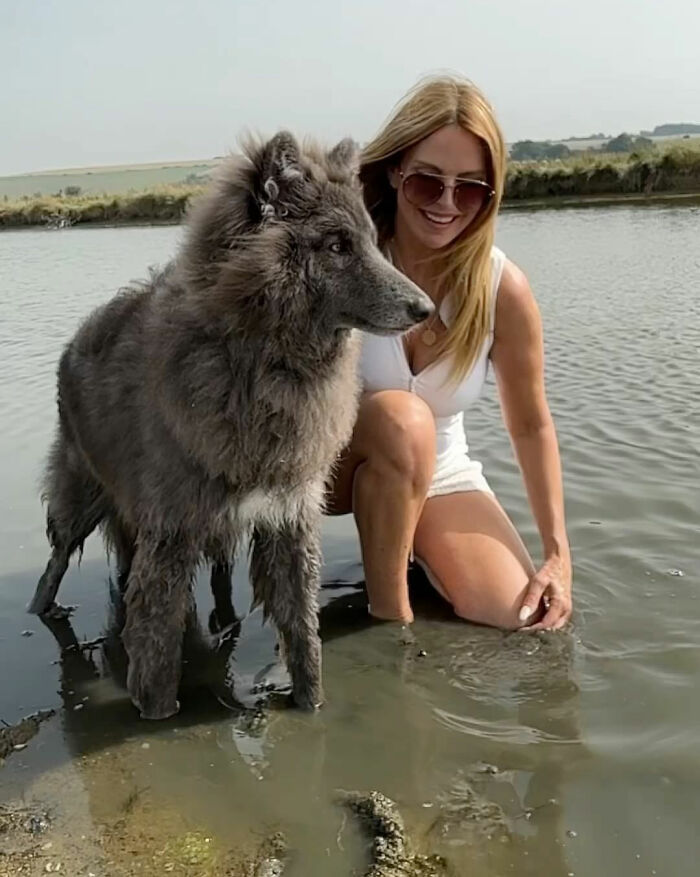 Woman Takes Care Of A Special Blue Wolf Dog, Notes That The Animal Does Not Suit Everyone