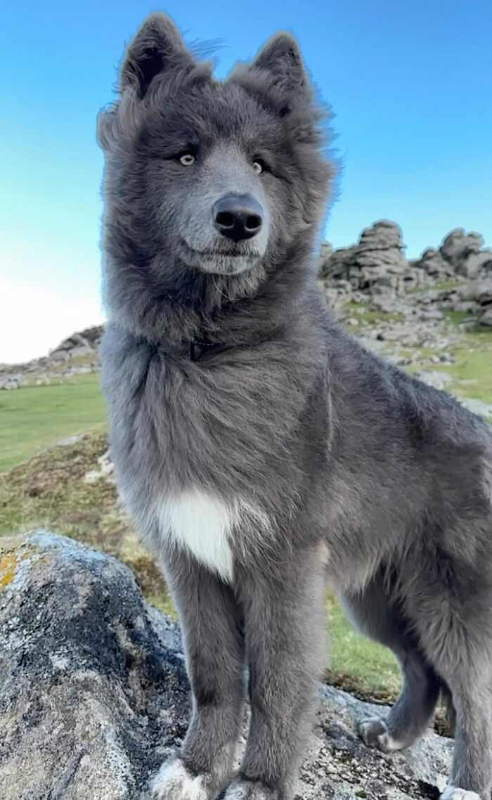 Woman Takes Care Of A Special Blue Wolf Dog, Notes That The Animal Does Not Suit Everyone