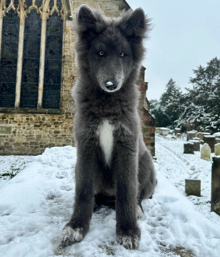 Woman Takes Care Of A Special Blue Wolf Dog, Notes That The Animal Does Not Suit Everyone