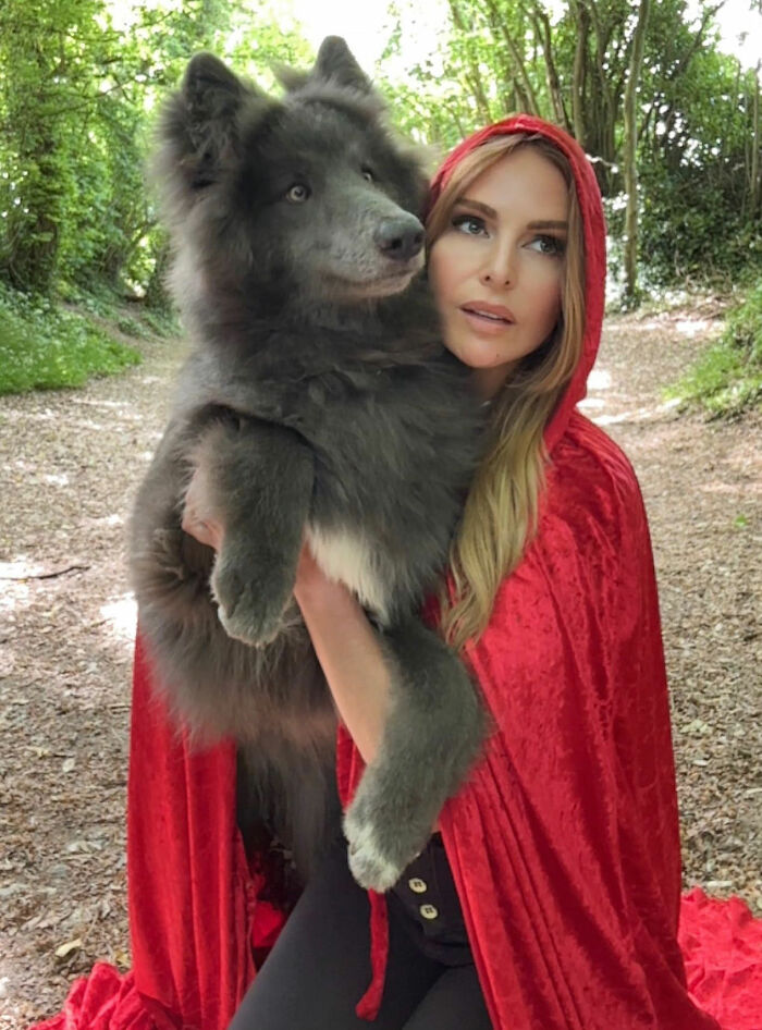Woman Takes Care Of A Special Blue Wolf Dog, Notes That The Animal Does Not Suit Everyone