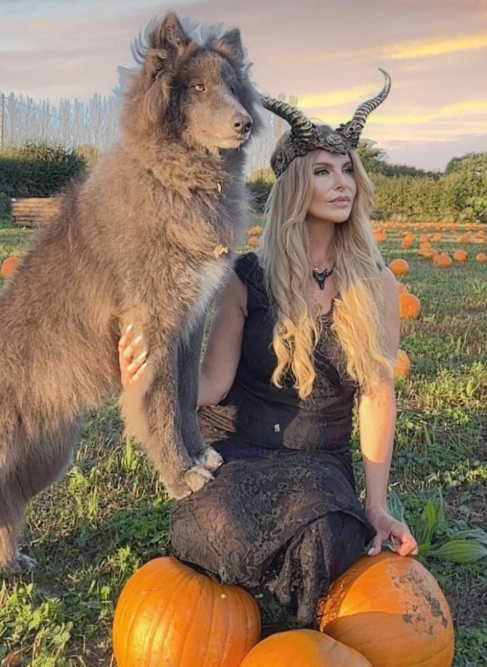 Woman Takes Care Of A Special Blue Wolf Dog, Notes That The Animal Does Not Suit Everyone