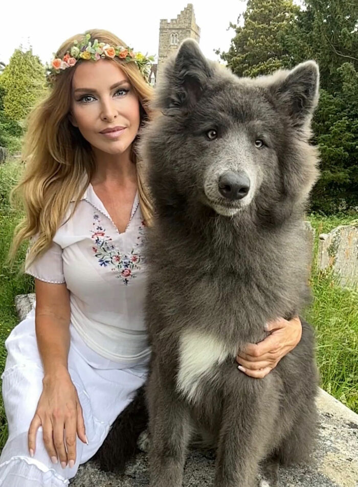 Woman Takes Care Of A Special Blue Wolf Dog, Notes That The Animal Does Not Suit Everyone