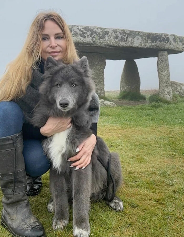 Woman Takes Care Of A Special Blue Wolf Dog, Notes That The Animal Does Not Suit Everyone