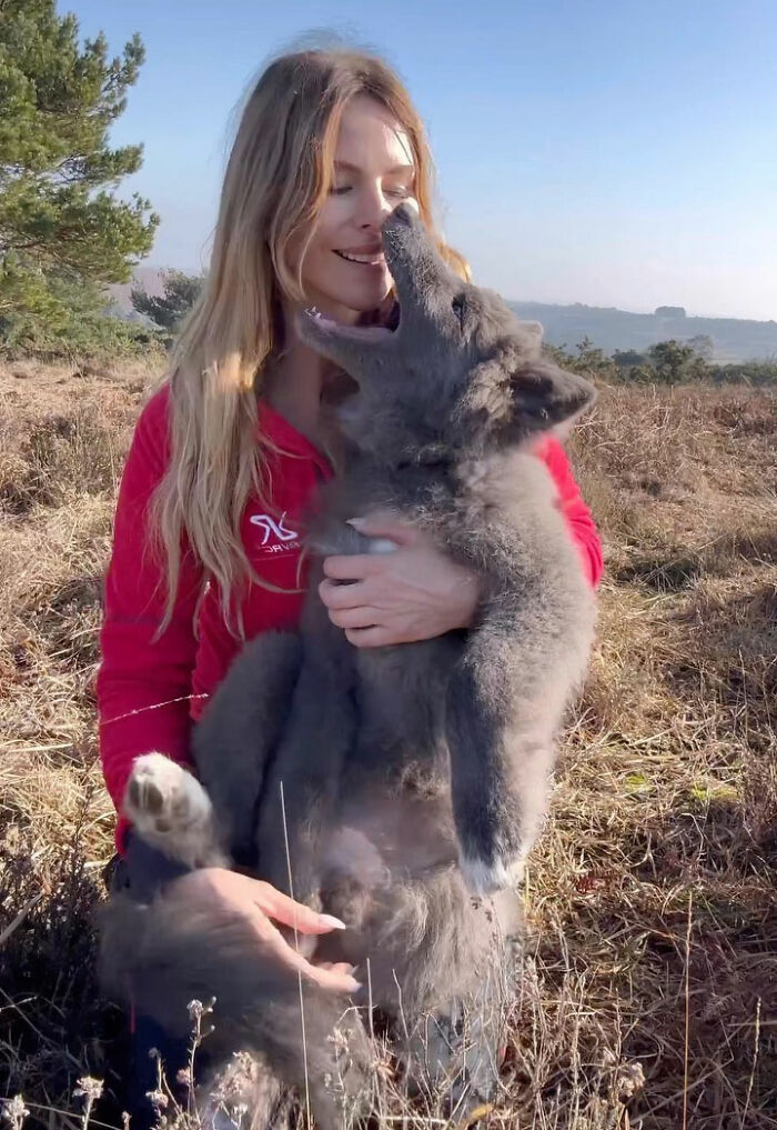 Woman Takes Care Of A Special Blue Wolf Dog, Notes That The Animal Does Not Suit Everyone