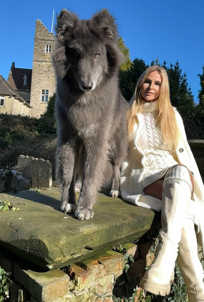 Woman Takes Care Of A Special Blue Wolf Dog, Notes That The Animal Does Not Suit Everyone