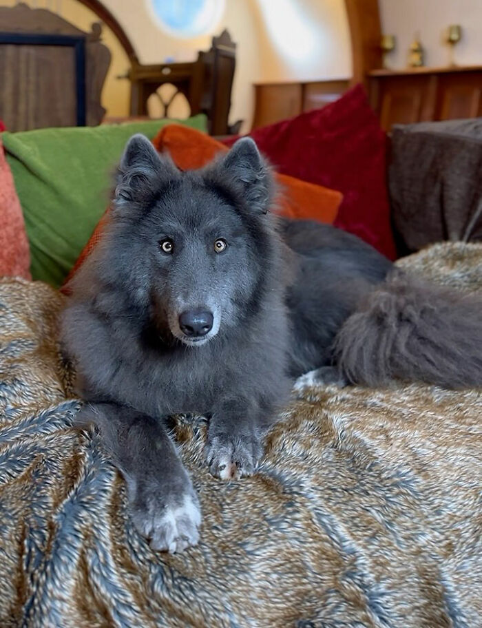 Woman Takes Care Of A Special Blue Wolf Dog, Notes That The Animal Does Not Suit Everyone