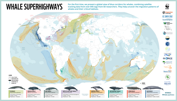 Whale Thought To Have Gone Extinct In The Atlantic Spotted Again After 200 Years Of Absence