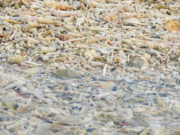 I Made Jewellery Using Shells From An Enchanting Beach