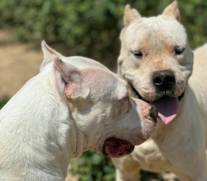 This Serbian Man's Shelter Houses Thousands Of Dogs With Love This Serbian Man's Shelter Houses Thousands Of Dogs With Love