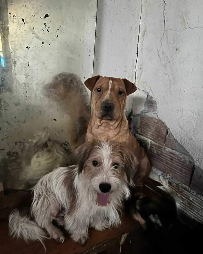This Serbian Man's Shelter Houses Thousands Of Dogs With Love This Serbian Man's Shelter Houses Thousands Of Dogs With Love