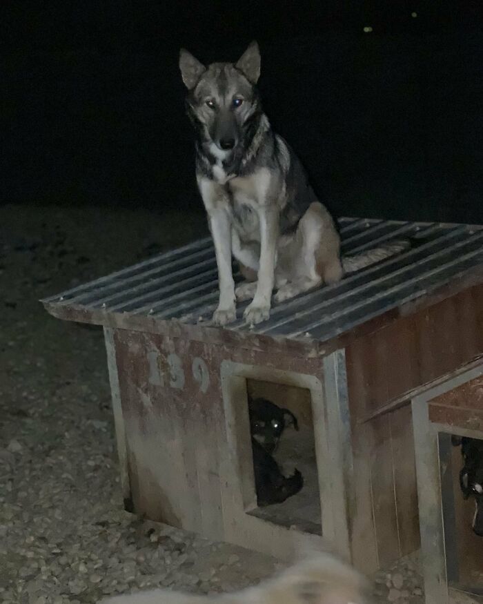 This Serbian Man's Shelter Houses Thousands Of Dogs With Love This Serbian Man's Shelter Houses Thousands Of Dogs With Love