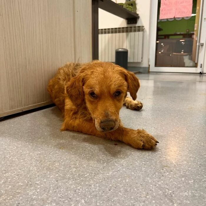 This Serbian Man's Shelter Houses Thousands Of Dogs With Love This Serbian Man's Shelter Houses Thousands Of Dogs With Love