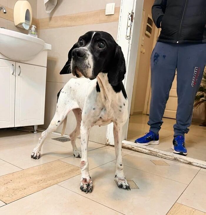 This Serbian Man's Shelter Houses Thousands Of Dogs With Love This Serbian Man's Shelter Houses Thousands Of Dogs With Love
