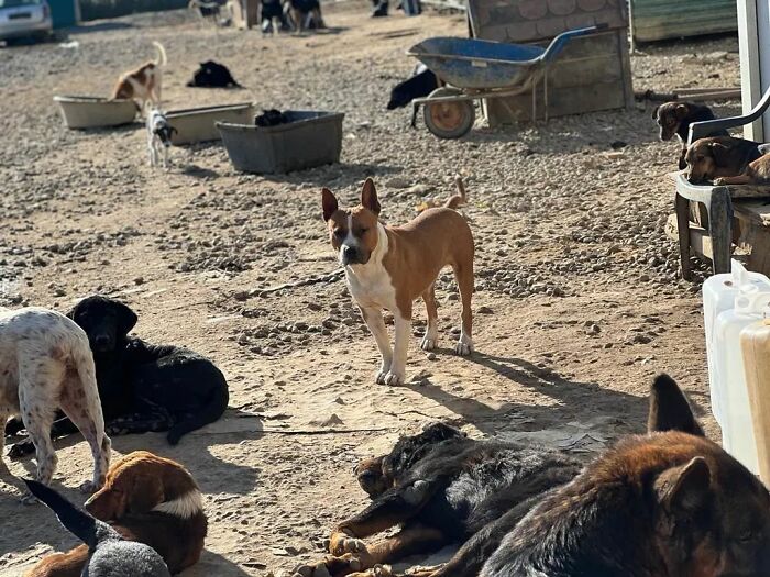 This Serbian Man's Shelter Houses Thousands Of Dogs With Love This Serbian Man's Shelter Houses Thousands Of Dogs With Love