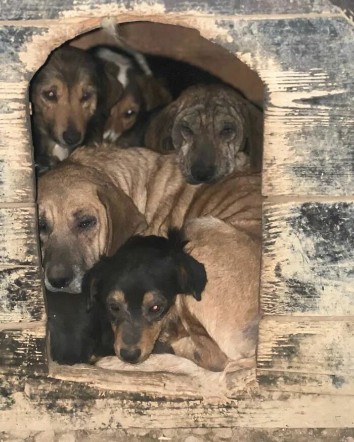 This Serbian Man's Shelter Houses Thousands Of Dogs With Love This Serbian Man's Shelter Houses Thousands Of Dogs With Love