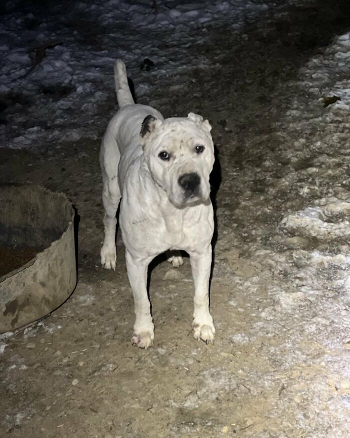 This Serbian Man's Shelter Houses Thousands Of Dogs With Love This Serbian Man's Shelter Houses Thousands Of Dogs With Love