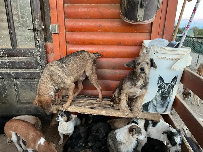 This Serbian Man's Shelter Houses Thousands Of Dogs With Love This Serbian Man's Shelter Houses Thousands Of Dogs With Love