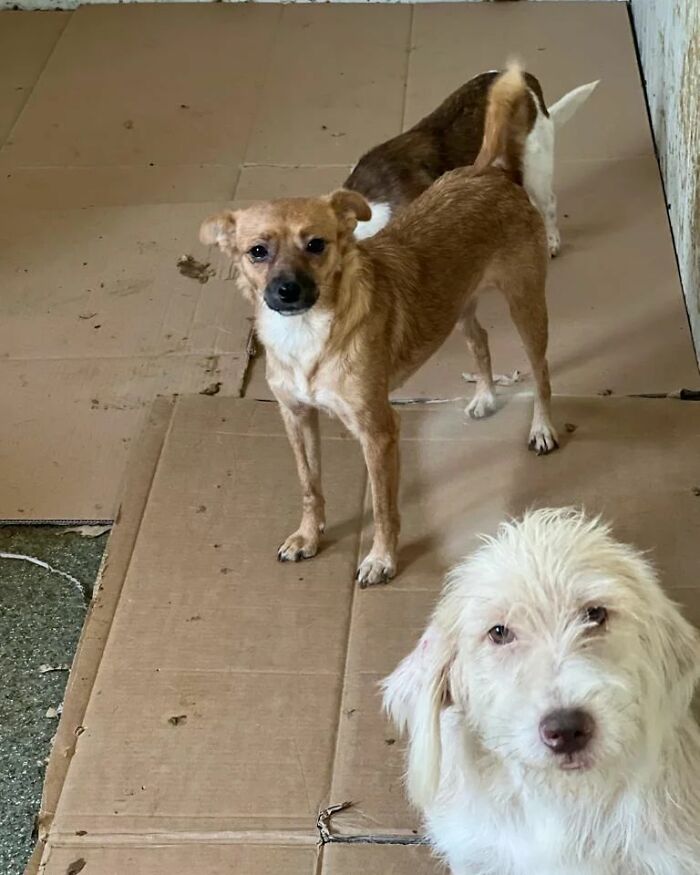 This Serbian Man's Shelter Houses Thousands Of Dogs With Love This Serbian Man's Shelter Houses Thousands Of Dogs With Love