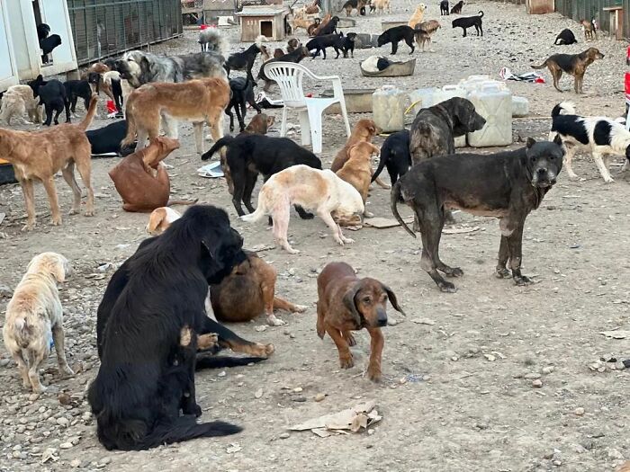 This Serbian Man's Shelter Houses Thousands Of Dogs With Love This Serbian Man's Shelter Houses Thousands Of Dogs With Love