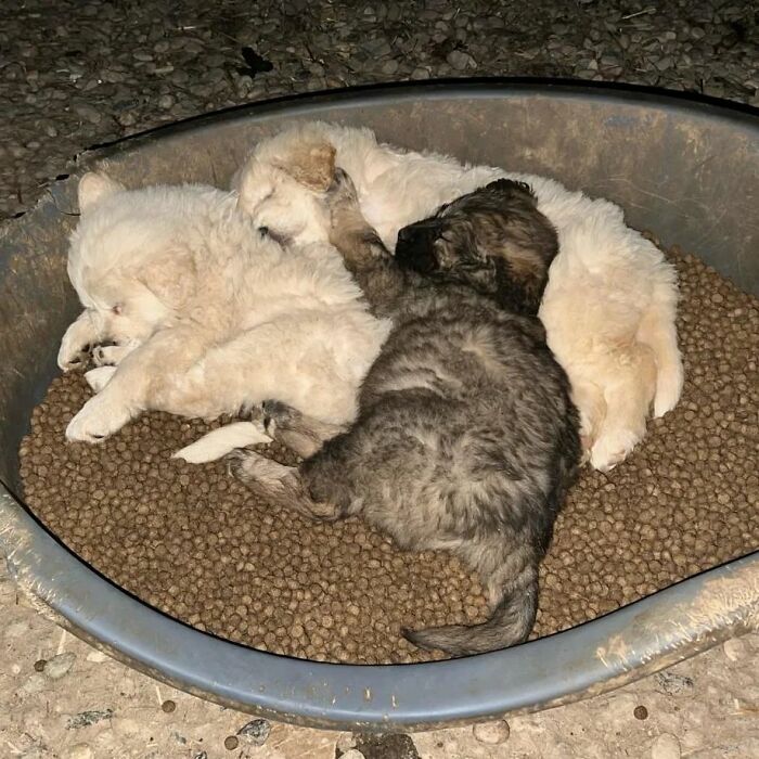 This Serbian Man's Shelter Houses Thousands Of Dogs With Love This Serbian Man's Shelter Houses Thousands Of Dogs With Love