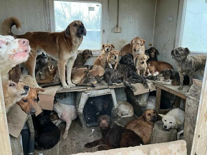 This Serbian Man's Shelter Houses Thousands Of Dogs With Love This Serbian Man's Shelter Houses Thousands Of Dogs With Love