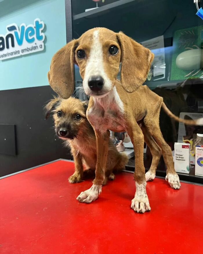 This Serbian Man's Shelter Houses Thousands Of Dogs With Love This Serbian Man's Shelter Houses Thousands Of Dogs With Love