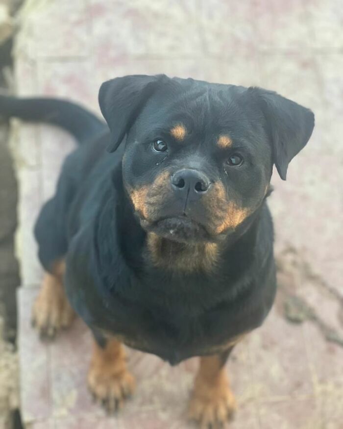 This Serbian Man's Shelter Houses Thousands Of Dogs With Love This Serbian Man's Shelter Houses Thousands Of Dogs With Love
