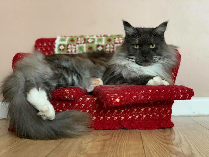 Unfortunately I Cannot Have Pets In My Flat But This Is Tiberius, One Of My Sisters Cats. Also Known As Tiberius The Magnificent And 'You Great Hairy Twat Monkey'