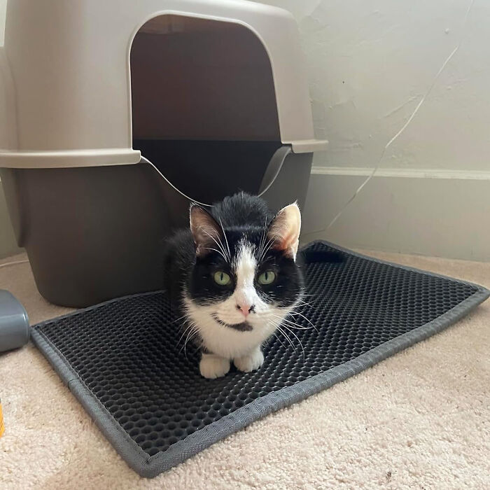 Keep Your Floors Clean With This Double Layer Waterproof Cat Litter Mat - Say Goodbye To Tracking!