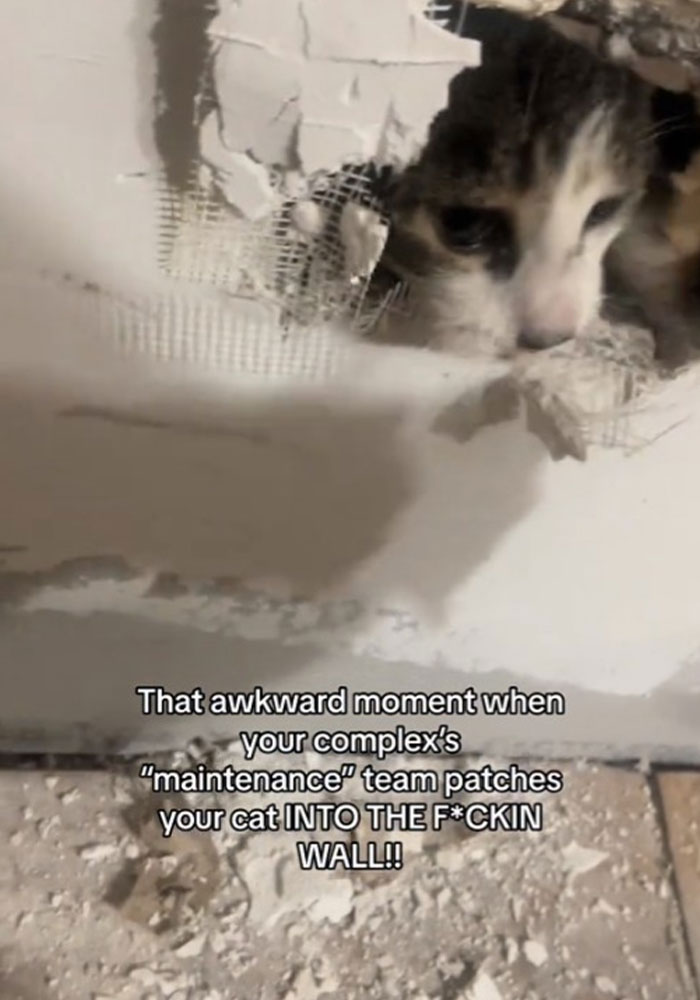 Woman Furious That Maintenance Crew Patched Her Cat Into The Wall, It Turns Out She&rsquo;s Not Alone