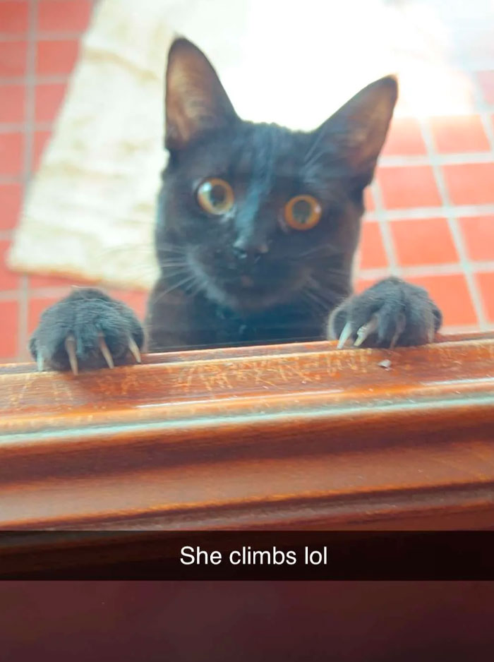 Recently Adopted This Sweet Chaotic Creature!