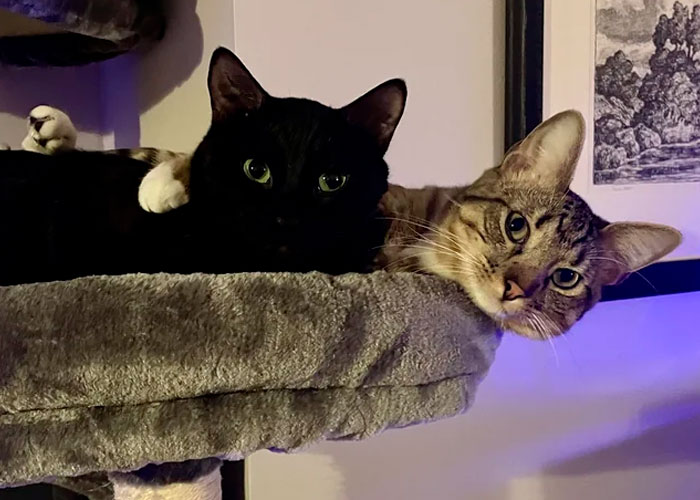 I Was Looking To Adopt A Lazy And Cuddly Senior Cat. Instead I Found These Brothers- Young And Bonkers