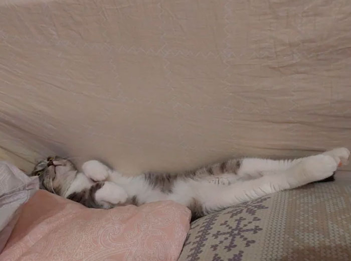 We've Adopted A Cat. Say Hi To Prosha