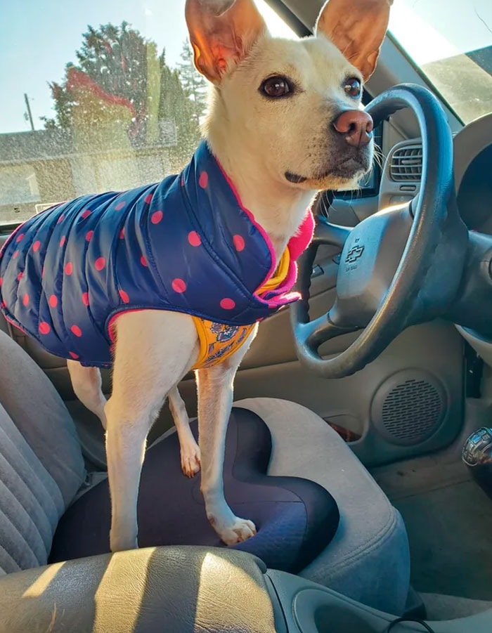 Just Adopted Our First Pup In Over A Decade. Her Name Is Pepita!