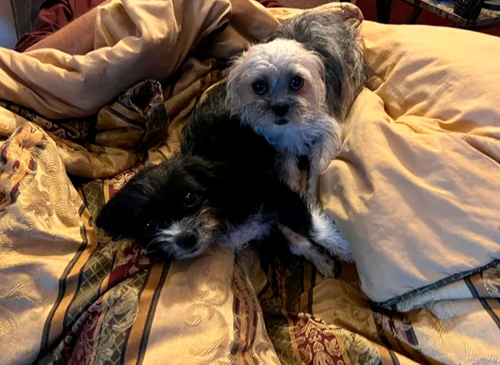 Been A Really Rough Month For Me, But Adopting These Sisters Has Made It Less-Rough