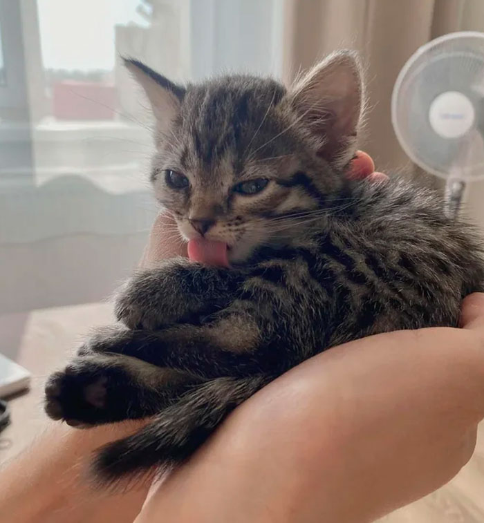 My Friend Adopted This Cute Little Thing