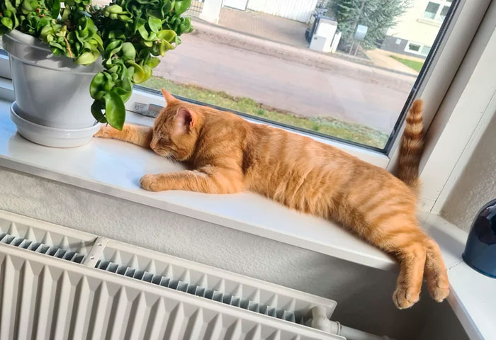 Just Adopted 🧡 (But Settling In Nicely)