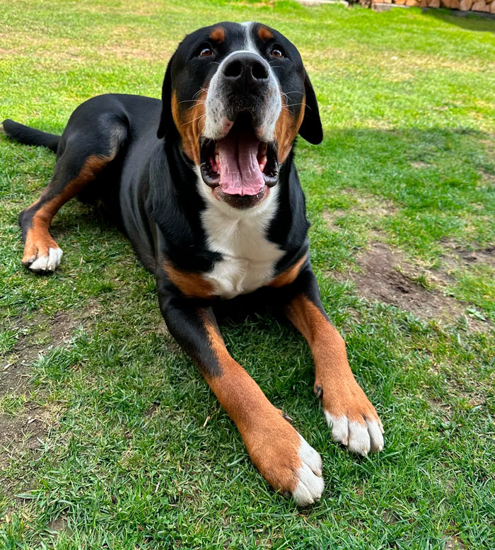 Adopted This Big Boy