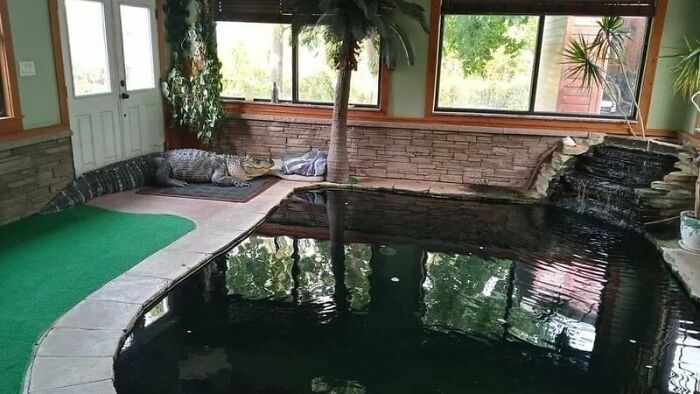 Petition Launched As Man Pleads For Return Of 11-Foot Alligator Albert Seized From His Home