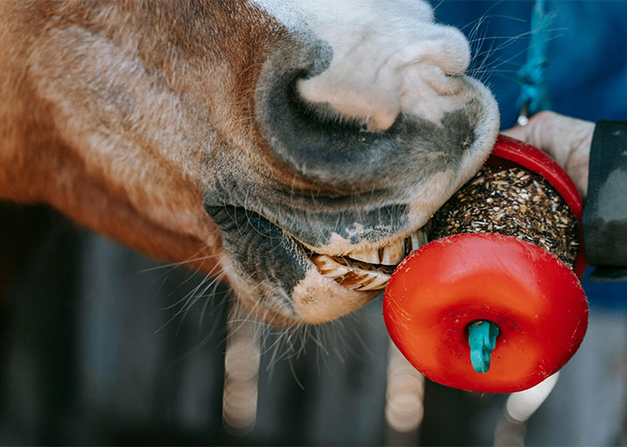 People Are Sharing Their Favorite Animal Facts That Never Cease To Amaze Them - 19