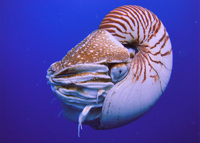 People Are Sharing Their Favorite Animal Facts That Never Cease To Amaze Them - 7