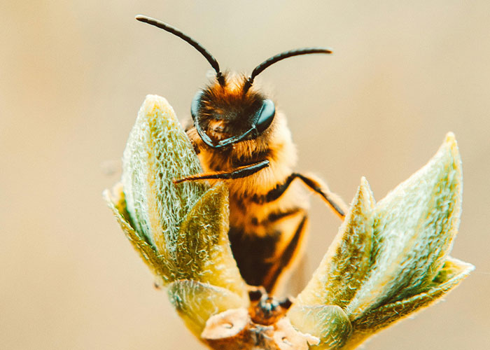 People Are Sharing Their Favorite Animal Facts That Never Cease To Amaze Them - 40