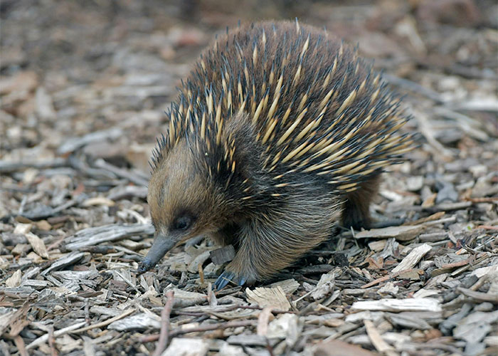 People Are Sharing Their Favorite Animal Facts That Never Cease To Amaze Them - 17