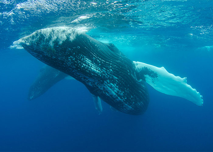 People Are Sharing Their Favorite Animal Facts That Never Cease To Amaze Them - 12